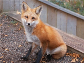 Fox