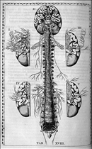 Spinal Nerves