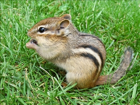 Chipmunks