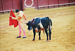 Bull Fighting