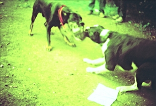 Dog Fighting