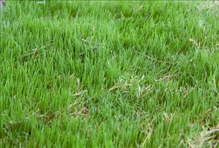 Bermuda Grass