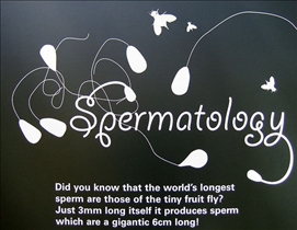 Sperm