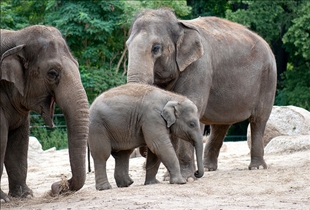 Asian Elephants