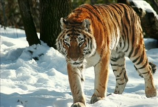 Siberian Tiger