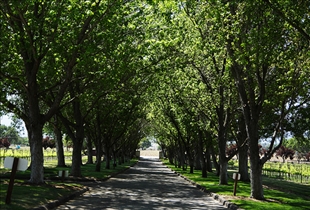 Santa Barbara Wineries