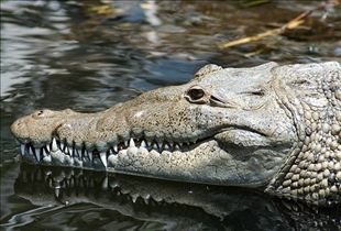 Crocodile