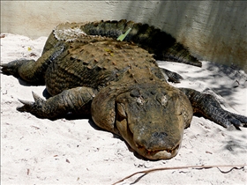 Alligator