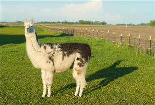 Llama