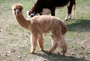 Alpaca