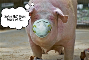 Swine Flu