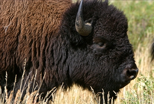 Bison