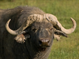 Buffalo