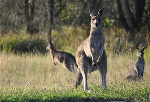 Kangaroo