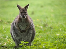 Wallaby