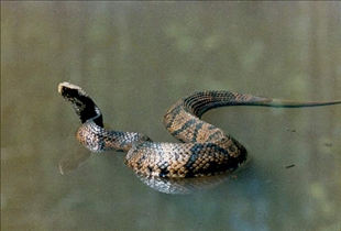 Water Moccasin