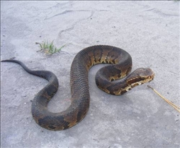 Cottonmouth