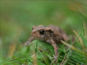 Toad