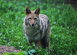 Coyote