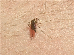 Mosquito Bite