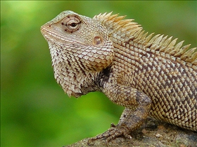 Lizard