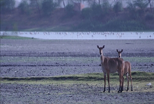 Gujarat