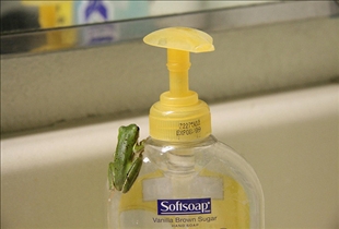 SoftSoap