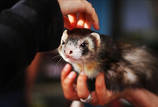 Ferret