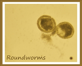 Roundworm