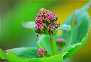 Valerian