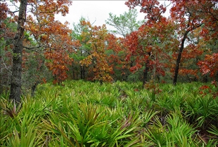 Palmetto Grass