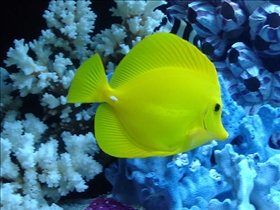 Saltwater Fish