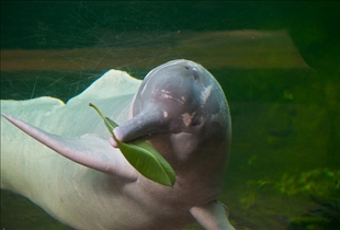 River Dolphin