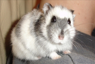 Hamster