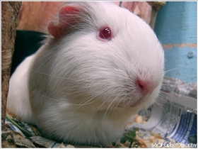 Guinea Pig