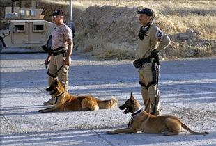 Police Dog