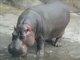 Hippopotamus